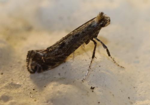 Parornix sp.